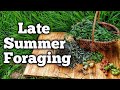 Late Summer Foraging