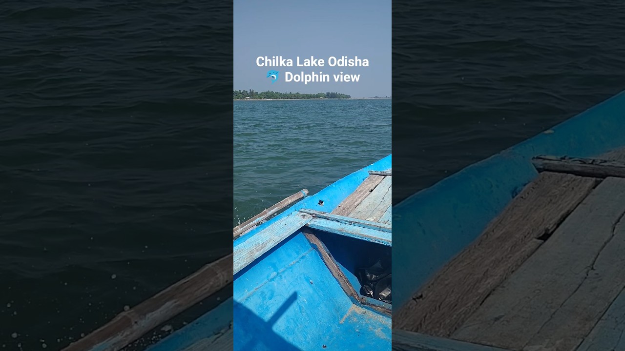 Chilika Lake Dolphin Chase 🐬