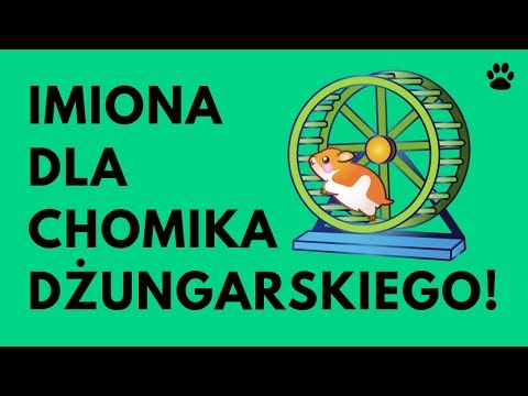 Wideo: Jak Nazwać Chomika Dżungarskiego