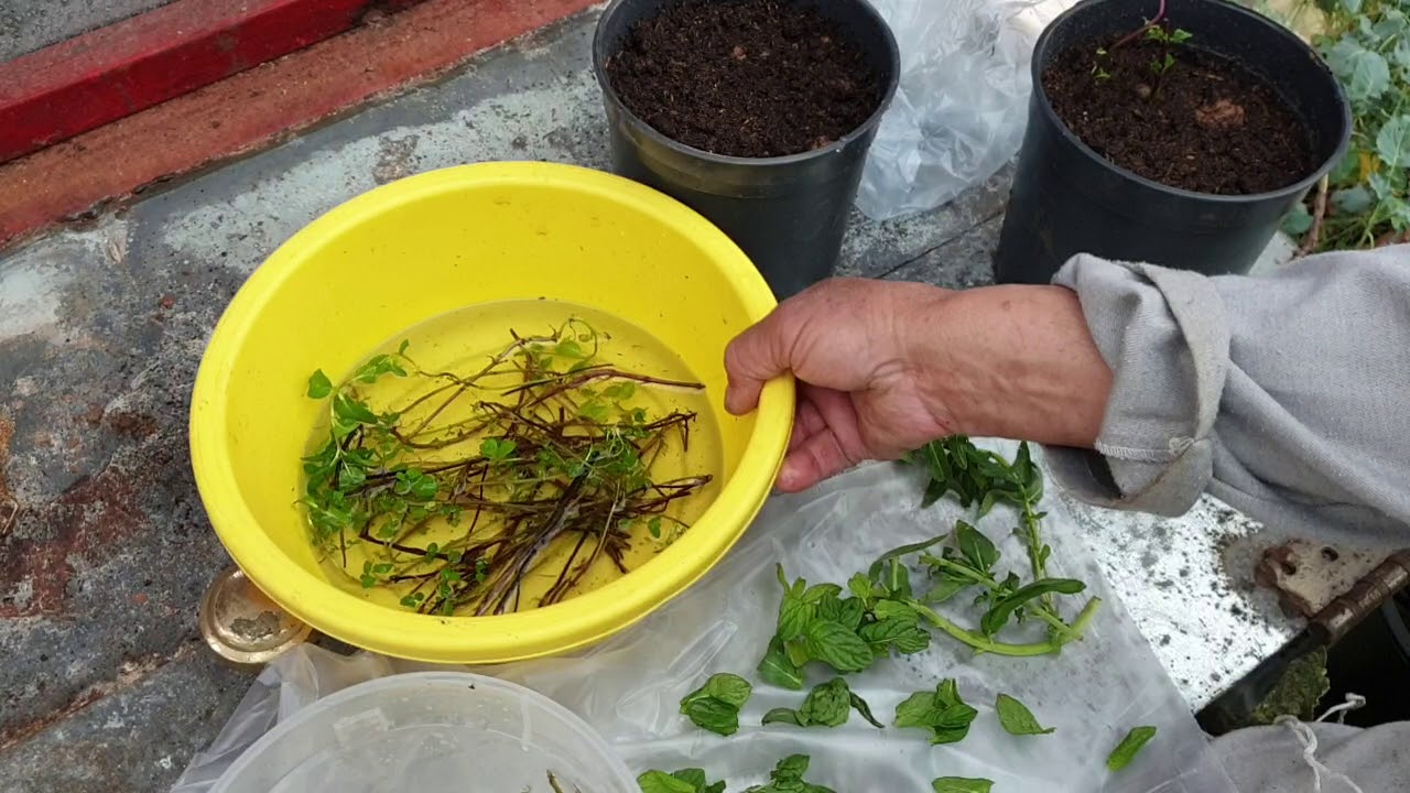 زراعة النعناع والدوش  (البردقوش )