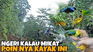 TERGIUR JUMPA SPOT MIKAT BURUNG² MEWAH,,, BEGINII YANG DI CARI PEMIKAT LAIN