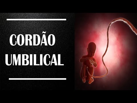 Vídeo: Como o cordão umbilical está conectado ao bebê?