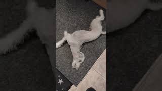 Bedlington terrier hacks by Dexter  how to dry your fur   #shorts