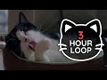  asmr cat grooming  82 3 hour loop dark version