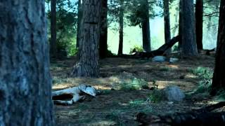 GEICO Commercial - 'Did You Know' 'A tree does make a sound' - AdsYo!