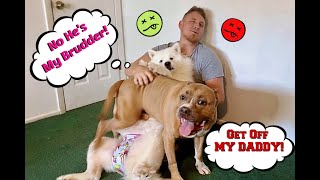 Hugging Another Dog Too Long | Jealous Dog Reaction