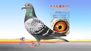 【歐洲特賣會】B20-3122001