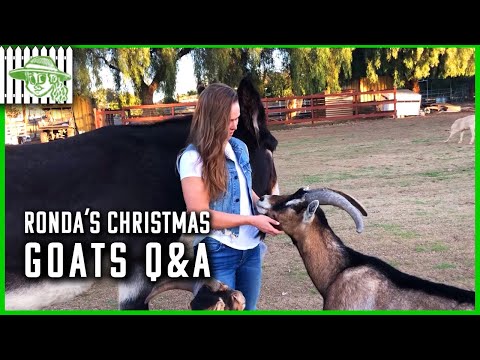 Ronda Rousey's Christmas Goats Q&A