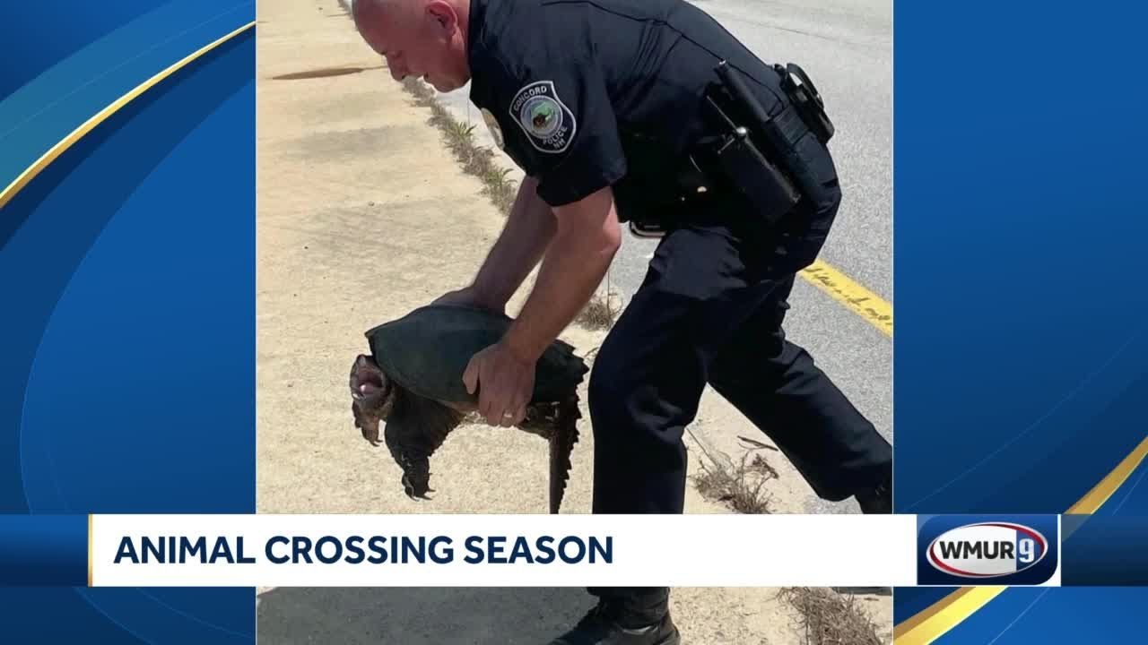 Animal Crossing Season Change Dates Animal Crossing Season Change Dates