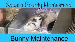 Best practice for bunnies. by Square County Homestead 134 views 1 month ago 8 minutes, 35 seconds