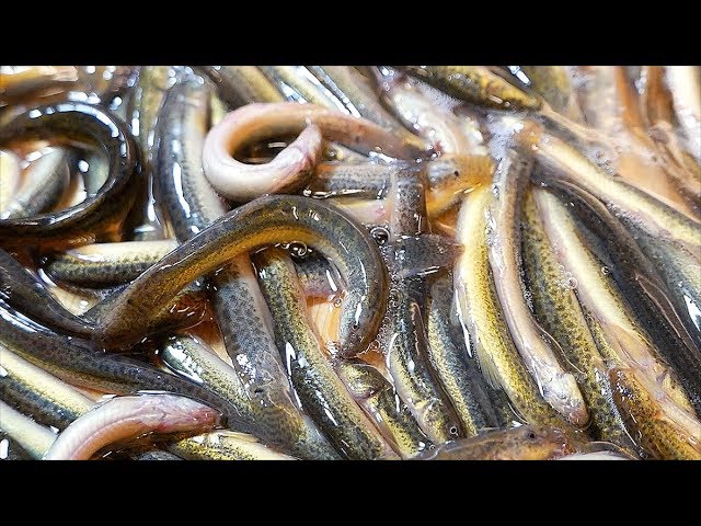 Japanese Food - WORM FISH HOTPOT Fried Loach Tokyo Seafood Japan | Travel Thirsty