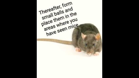 How to kill rats and mice with toothpaste#how#rats#mice#trick#raouf_biologiste