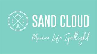 Marine Life Spotlight: Giant Squid