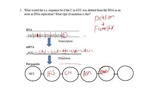 Trancription Translation Worksheet Key