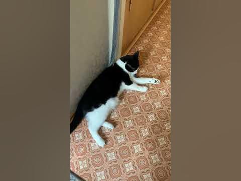 Кот который молится перед едой. - YouTube
