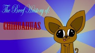 The Breef Hristory of: Chihuahuas