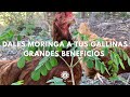 MORINGA El Super Alimento Para Tus Gallinas y Animales De Granja🌿 🐓🐮