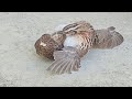 Quail bird breeding