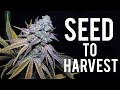 Seed To Harvest: A Photoperiod Cannabis Plant