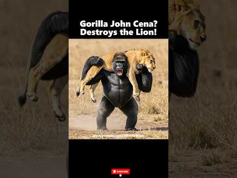 Gorilla John Cena?‼️Lion Got Wrecked by Gorilla Dad! #gorilla #lion #wwe