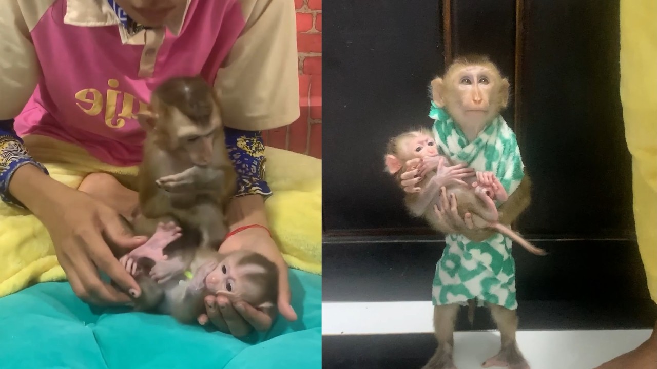 Big Brother Monkey Protects His Baby 🐒💞 The Sweetest Family Moment!