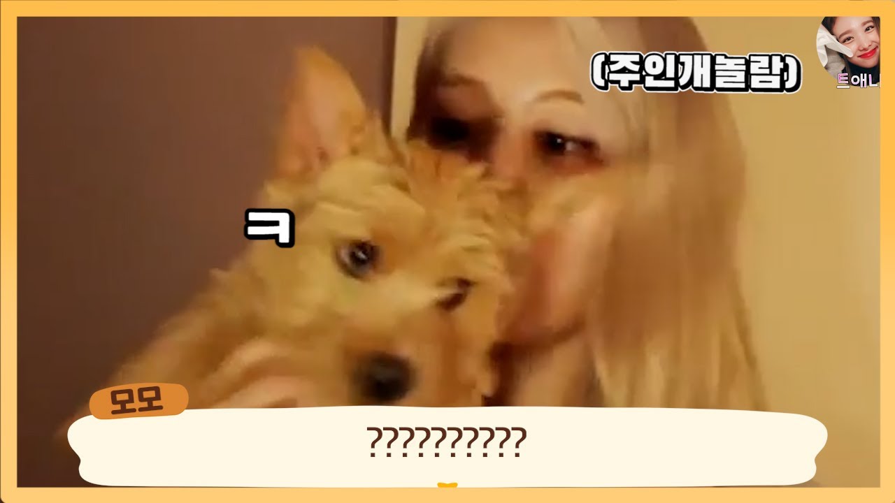 [트와이스] 모모의 새 친구 부(Boo) 두둥등장! (ft.노리치 테리어) TWICE