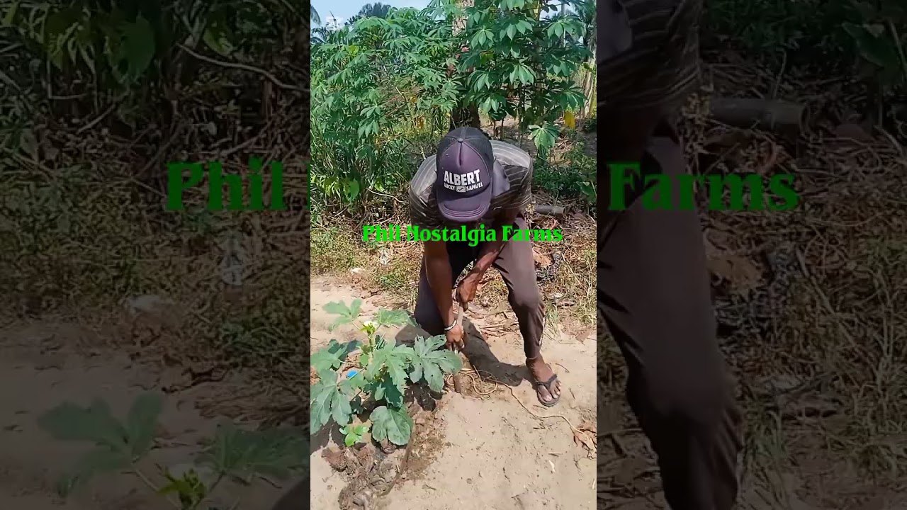 How to prepare waterleaf bed for planting 