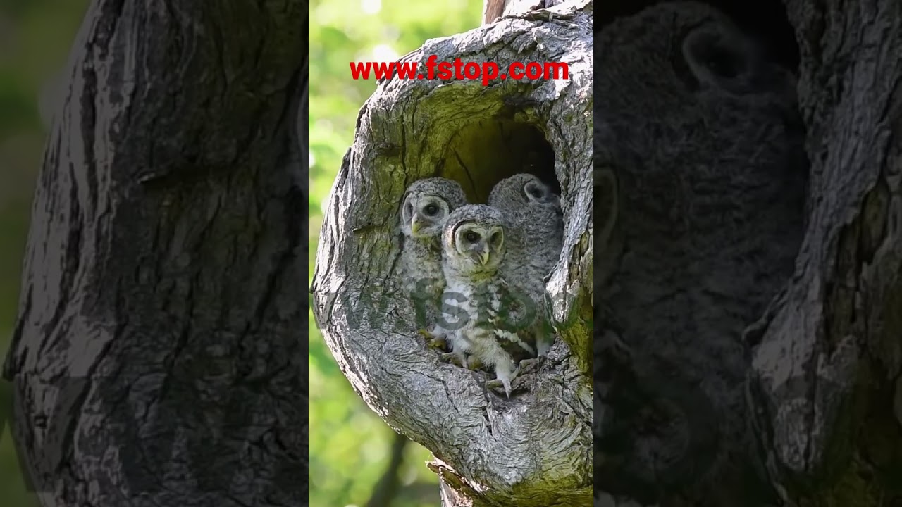Baby Barred owls! www.fstop.com @fstopdotcomravi