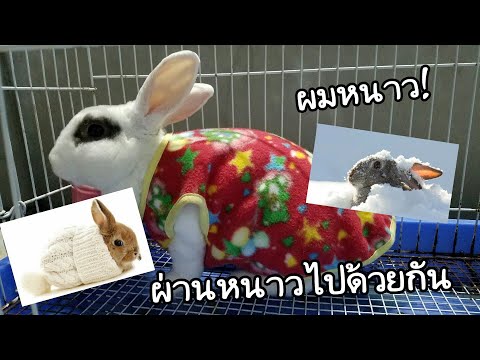 วีดีโอ: เลี้ยงกระต่ายหน้าหนาว