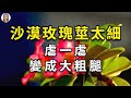 沙漠玫瑰茎细不开花，砍一砍晒一晒，先变大粗腿，腿上花不停|desert rose| Adenium obesum|花花世界
