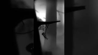 Limbo||Crossing the first pond with box||#limbo #limbogameplay #gameplaywalkthrough #gameplay screenshot 5