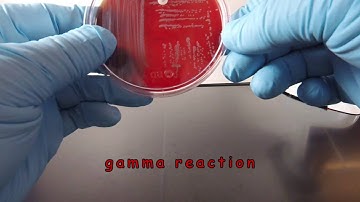 Staphylococcus saprophyticus on Blood Agar with a NB Disc