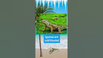 Falling iguana season has officially arrived in Florida