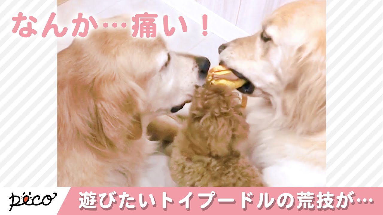 2匹のゴールデンの間に入って遊ぶトイプードルの荒技 Peco Tv Youtube