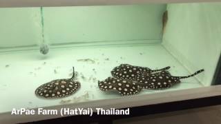 Stingray Arpae Farm Hatyai Thailand