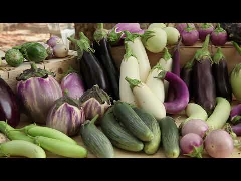 Video: Wie baut man Auberginen Schritt für Schritt an?