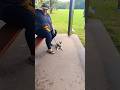 9242. Drop stay front seated handler distractions people Nala dog treats rain Park 15 June 2026 MM