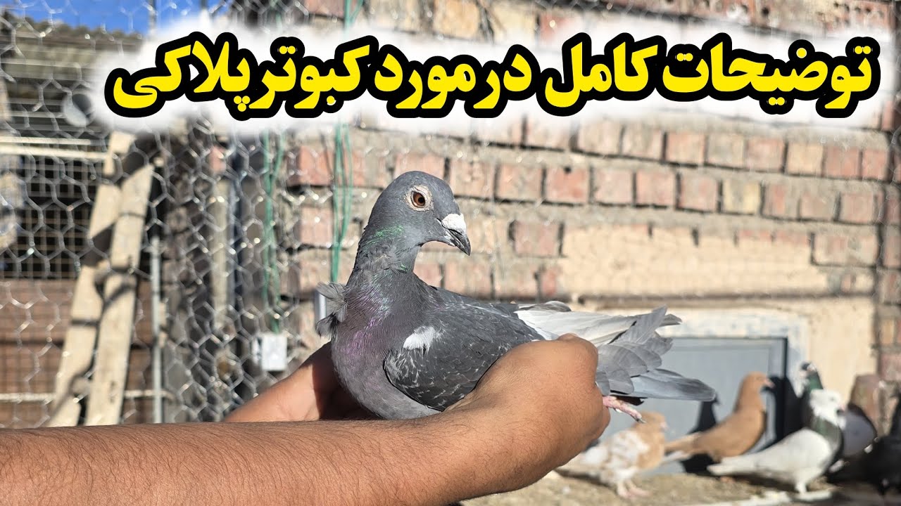 توضیحات کامل در مورد خرید کبوتر پلاکی 