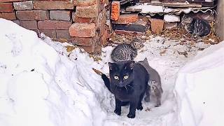 видео: Зимним утром во дворе появилась семья бездомных кошек и,обретя доверие,постепенно обосновалась здесь картинка: Зимним утром во дворе появилась семья бездомных кошек и,обретя доверие,постепенно обосновалась здесь