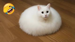 Funny Animals videos ๐ | Funniest Cats and Dogs ๐ถ๐น TRY NOT TO LAUGH