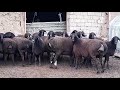 Гиссарские овцематки. Hissar sheep’s. Гиссарские овцы.