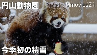 This season's first snow cover ドカンと今季初積雪 円山動物園