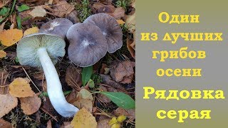 Сентябрюшки Грибы Фото