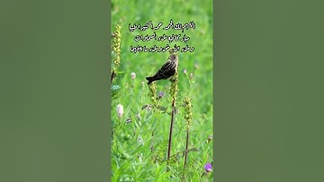تلاوة القاري/عبدالرحمن مسعد(حتى أذا أخذت الأرض زخرفها وازينت وأظن أهلها) طبيعة وطيور🤍