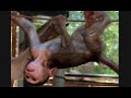 Living!! Best Action Newborn Baby Monkey
