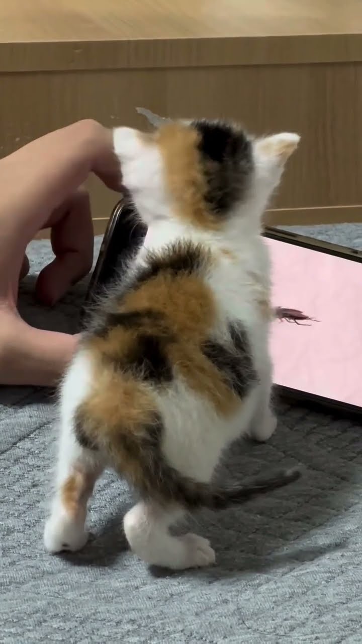 Bébé chaton très mignon ♥️ ♥️ ♥️ ♥️