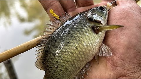 Về Quê￼ Câu Cá Rô Đồng Giật Đã Tay  ||natural fishing bait ant eggs