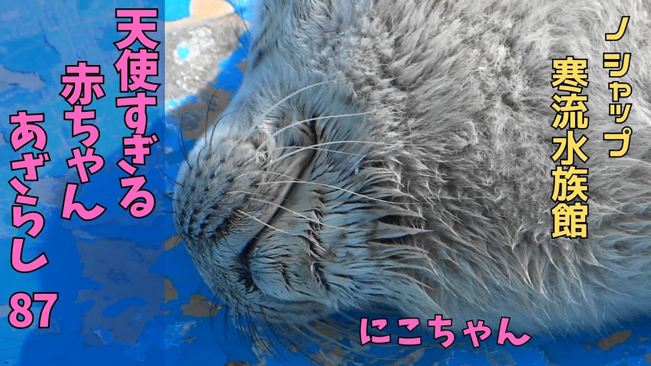 ※あざらし子ページ※ 天使すぎる赤ちゃんあざらし87 にこ / Baby seal that is too