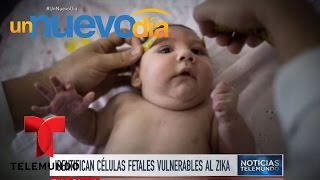 identifican a las células fetales vulnerables al zika un nuevo día telemundo