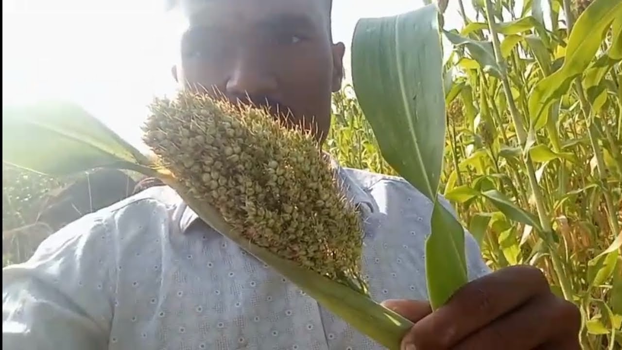 हुरडा पार्टी करायची .....  पहा पूर्ण व्हिडिओ.... ..